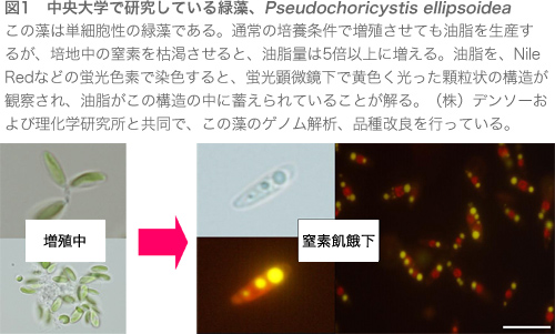 藻類由来のバイオ燃料：研究：Chuo Online : YOMIURI ONLINE（読売新聞）