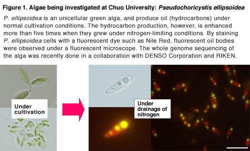 Figure 1  Algae being investigated at Chuo University, Pseudochoricystis ellipsoidea They are unicellular green algae. These algae generate oil when they are grown under the normal cultural condition. However, when the nitrogen in the culture medium is drained, the amount of oil they generate increases more than five times. By staining the oil with a florescent solution such as Nile Red, the granulated structure in shining yellow can be observed under the florescent microscope. This shows that oil is preserved in the structure. Chuo University is undertaking genome analysis in an effort to improve the varieties in collaboration with DENSO Corporation and RIKEN.