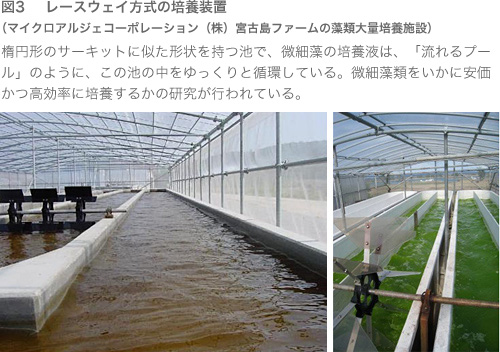 藻類由来のバイオ燃料：研究：Chuo Online : YOMIURI ONLINE（読売新聞）
