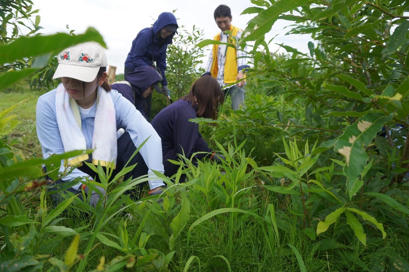 初めてのカマを手に、手入れに汗を流す三井住友信託銀行仙台・仙台あおば支店の社員たち