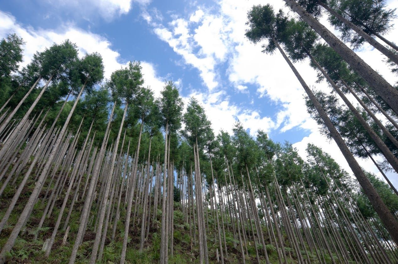 北山杉の山林。北山杉は密な植林と小まめな枝打ちによってまっすぐ均一な太さの幹に育つ（京都北山丸太生産協同組合提供）