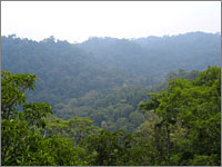 キャノピーウォークからの絶景