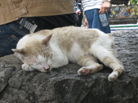 公然と昼寝しだす猫　これがタイなのだと思う