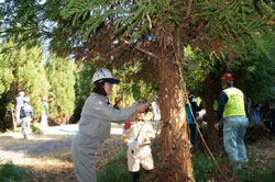 １１月５日に行われた「森に学ぼう」プロジェクトの様子。木の成育を促すために、参加者が下草刈りや枝打ちを行った